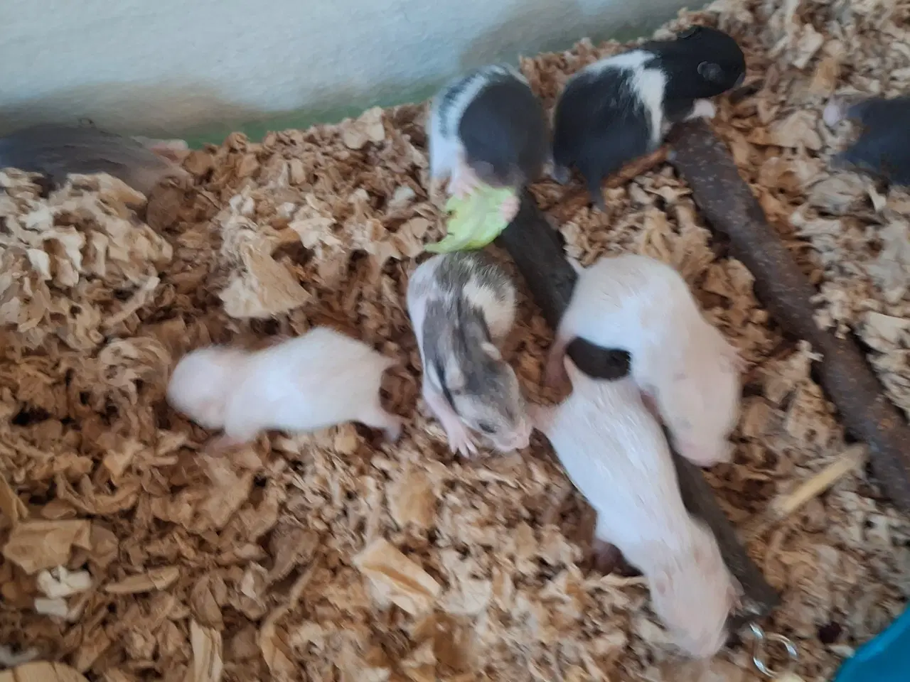 Billede 3 - Guldhamster unger 