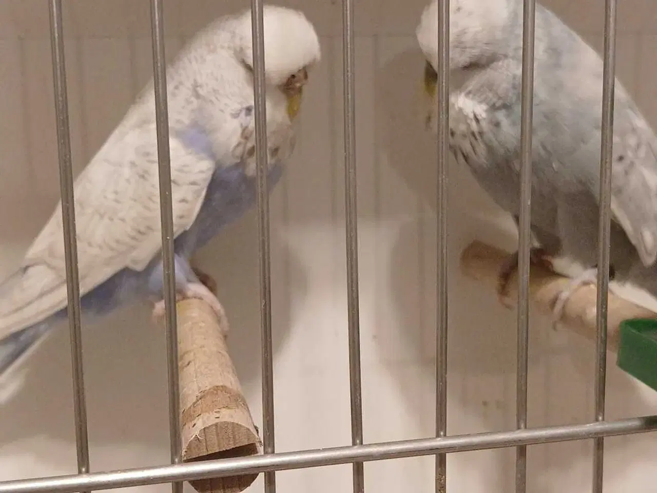 Billede 6 - 1 par Engelske undulater 