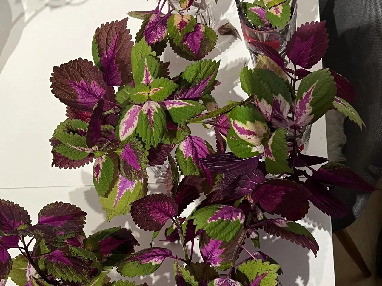 Billede 6 - Coleus/paletblad stiklinger ‘china rose’