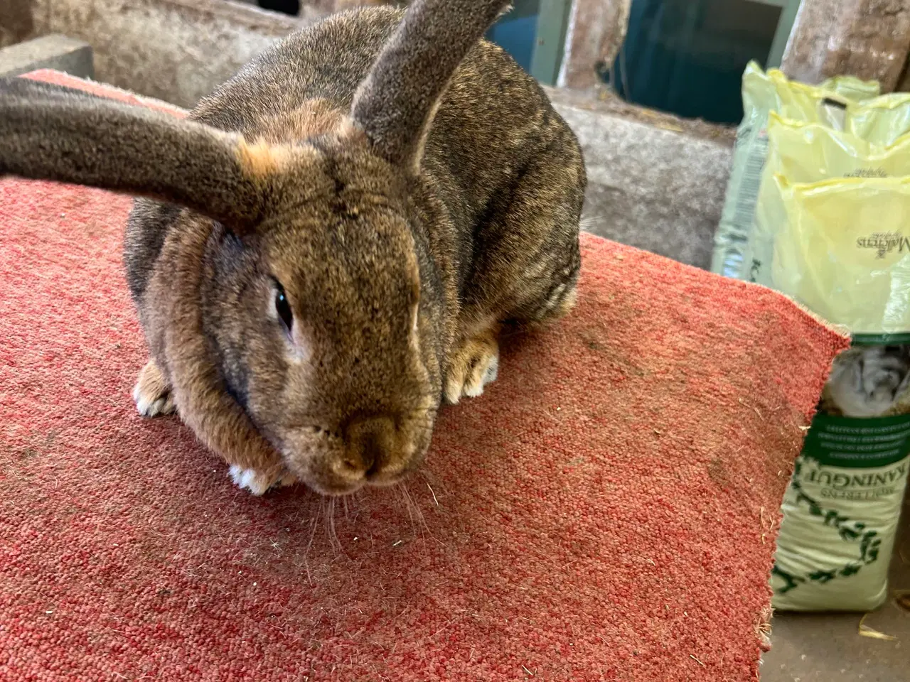 Billede 8 - Tre hun Kanine 