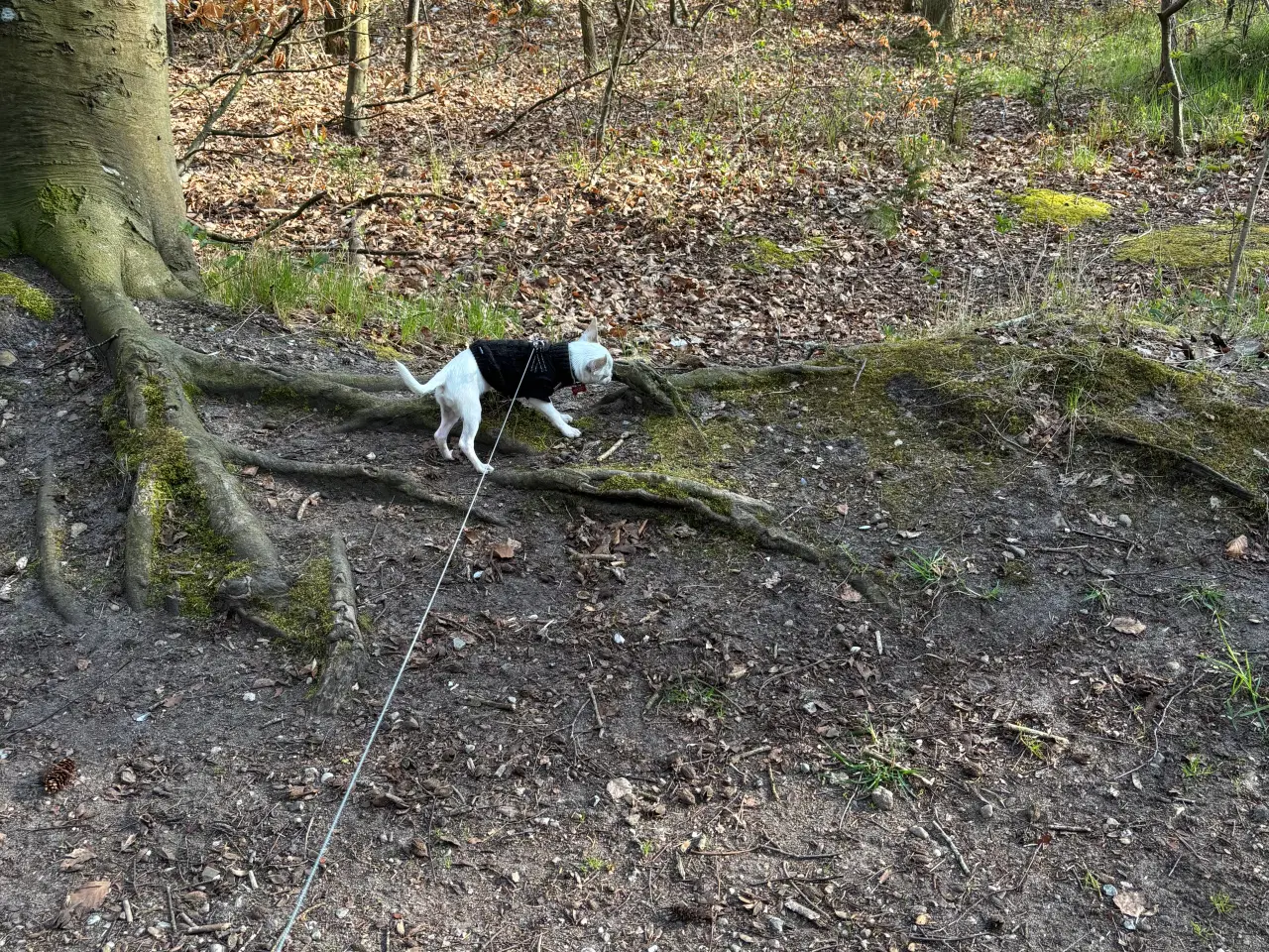 Billede 4 - Han, kort håret Chihuahua