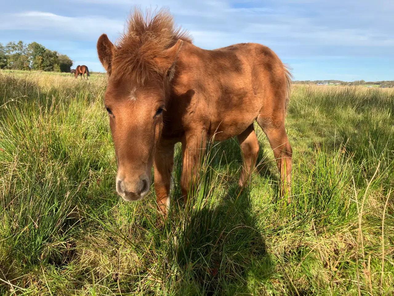 Billede 2 - Ponyføl, hingst