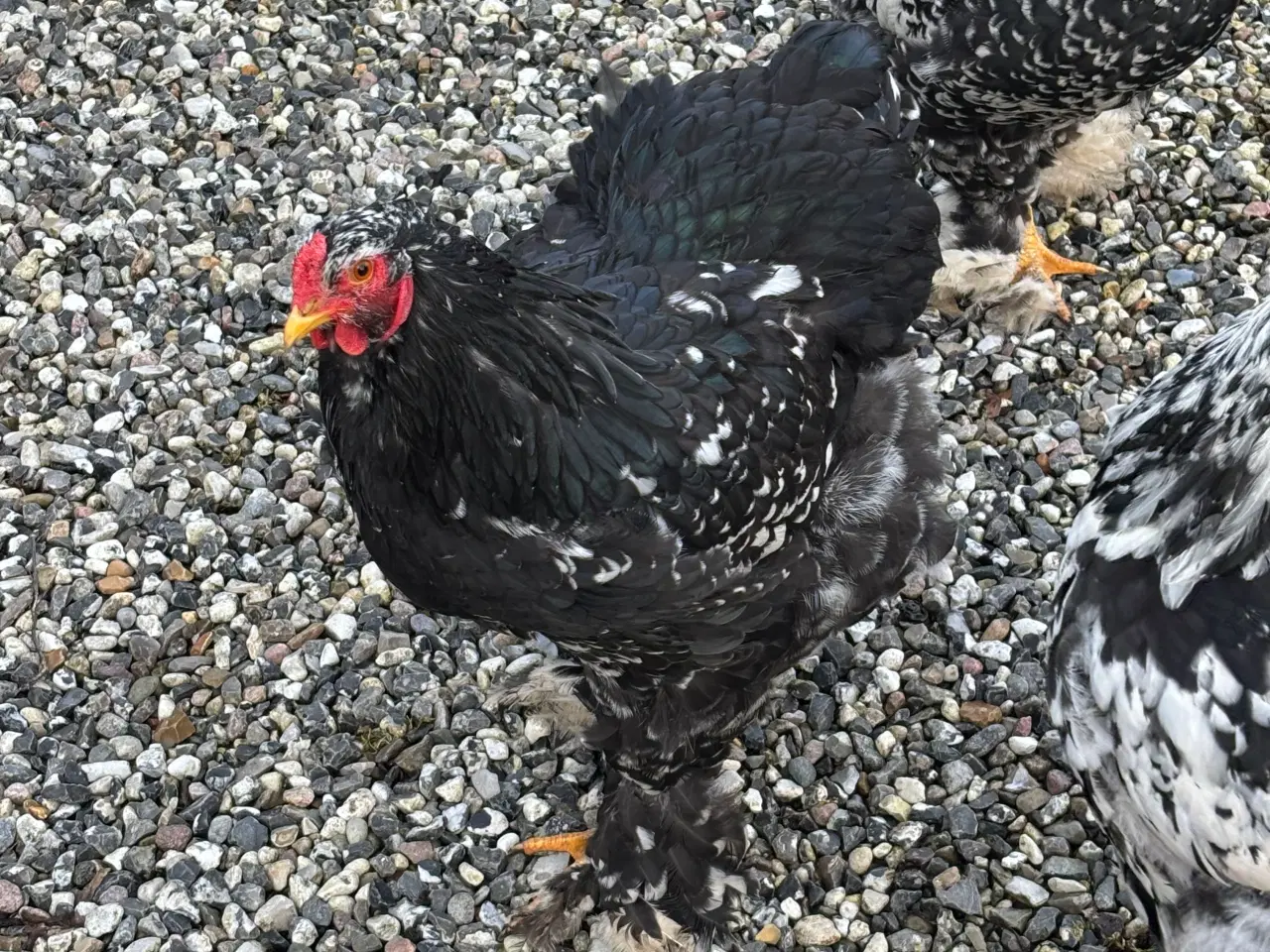 Billede 2 - Brahma unghaner