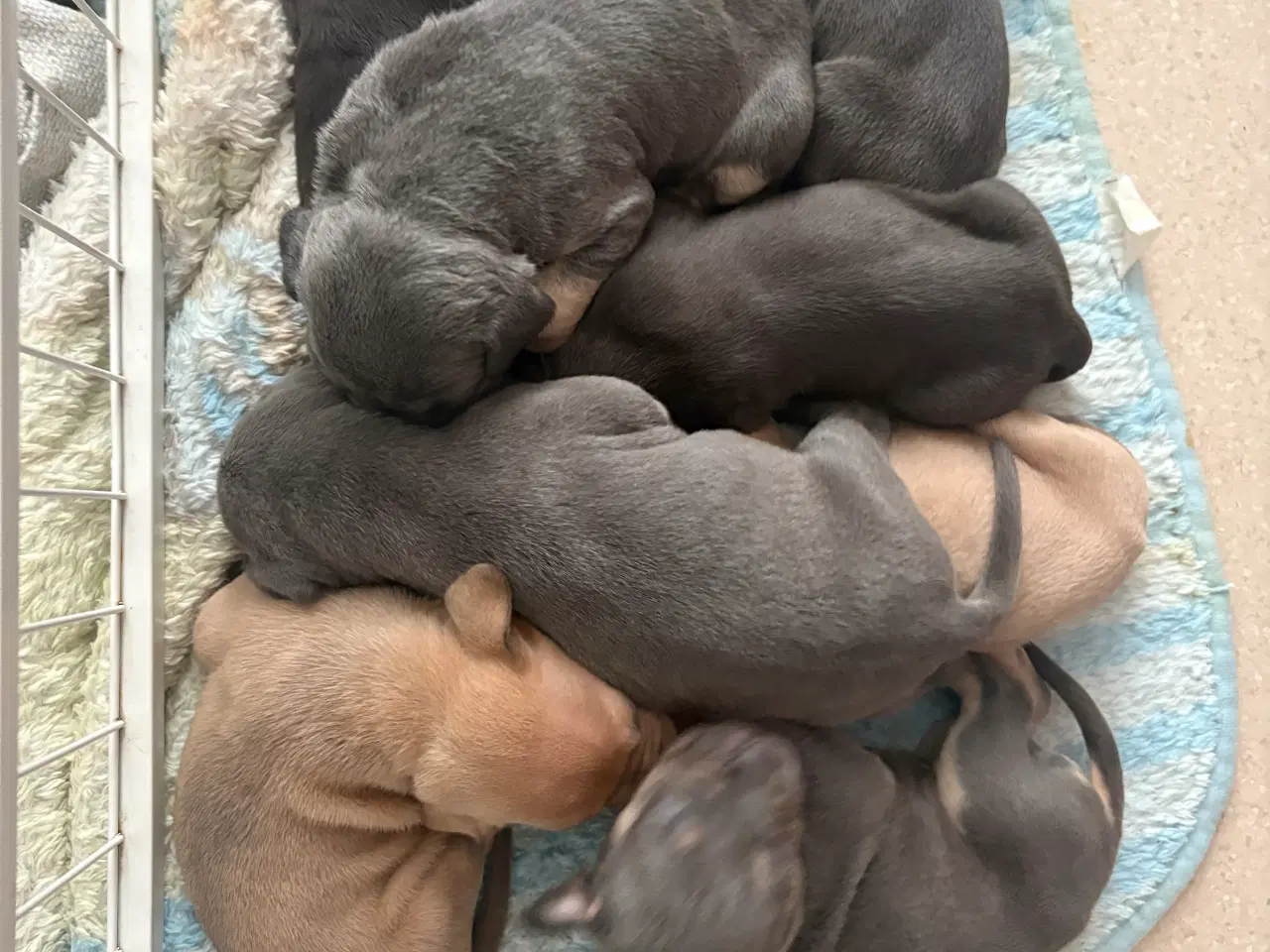 Billede 4 - American bully 🐶 