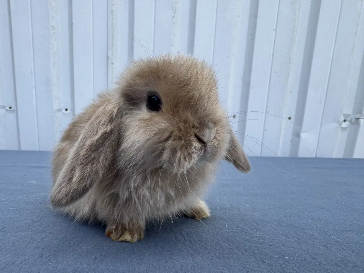 Billede 4 - Mini lop satin hankanin