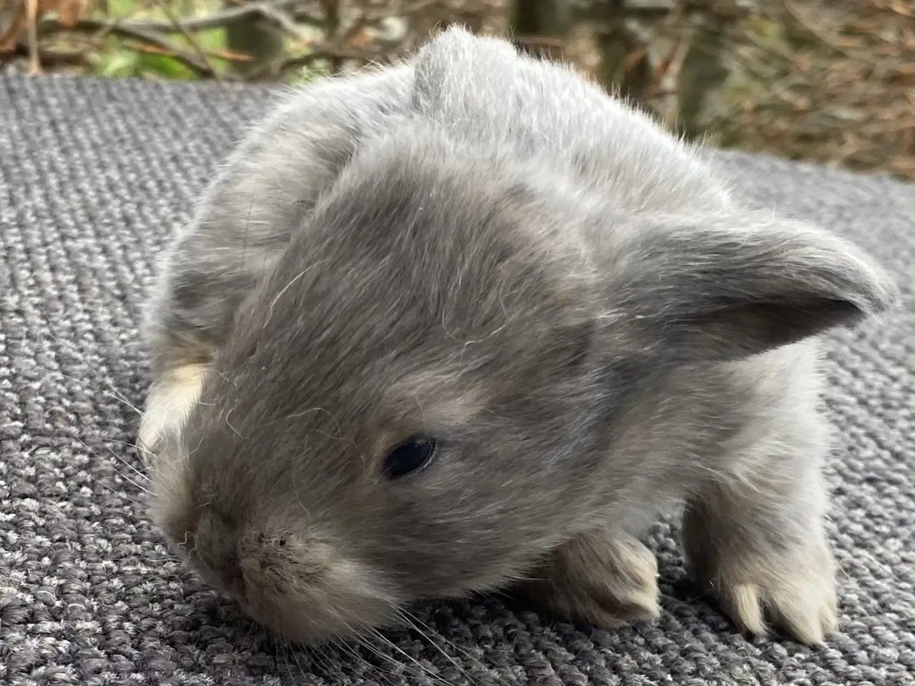 Billede 1 - FRANSK VÆDDER HAN VILDTBLÅ