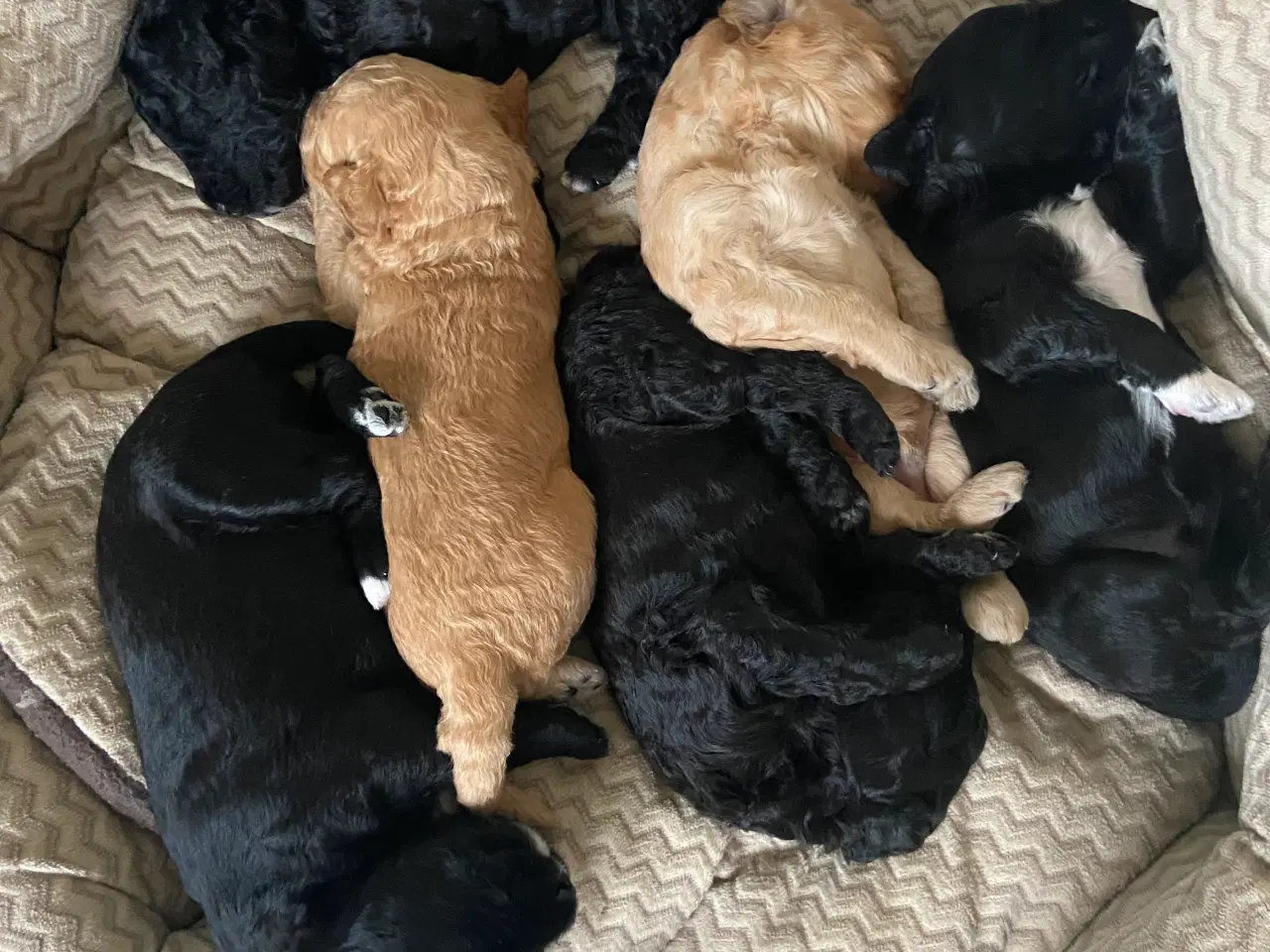 Billede 6 - Skønne Doodle hvalpe søger skønne hjem 