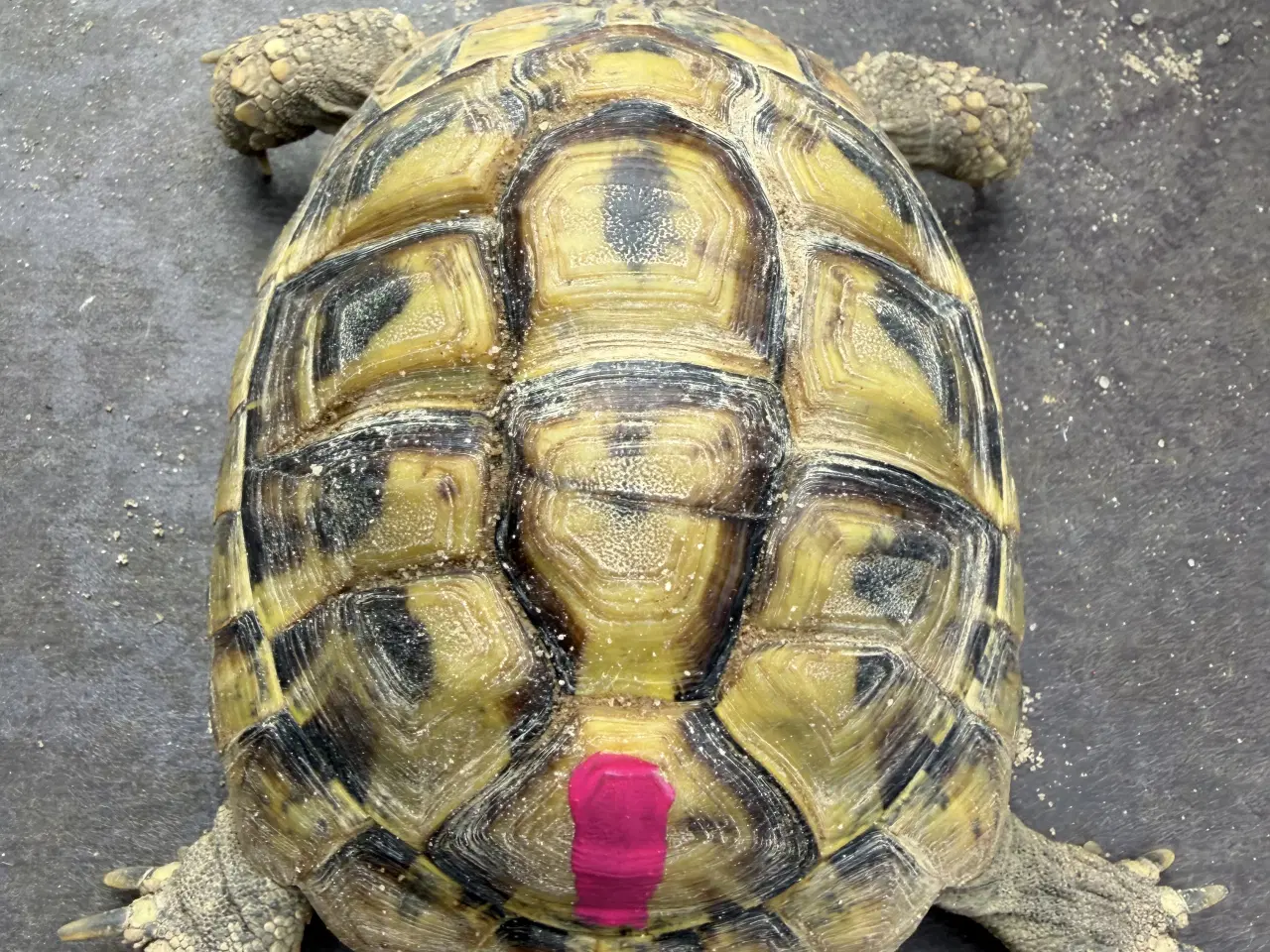 Billede 1 - Græske landskildpadder i flere aldre