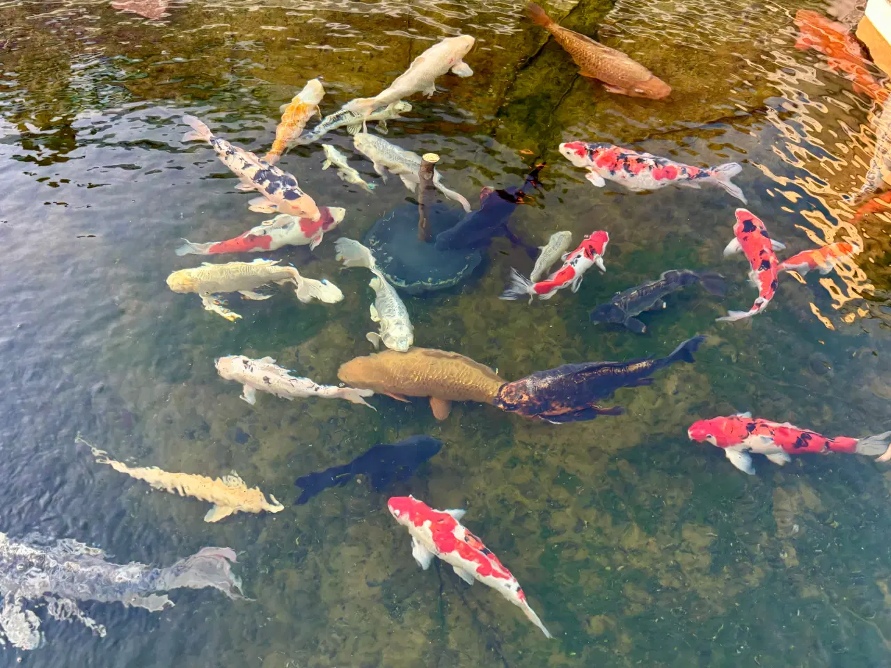 Billede 1 - Koi karper sælges billigt