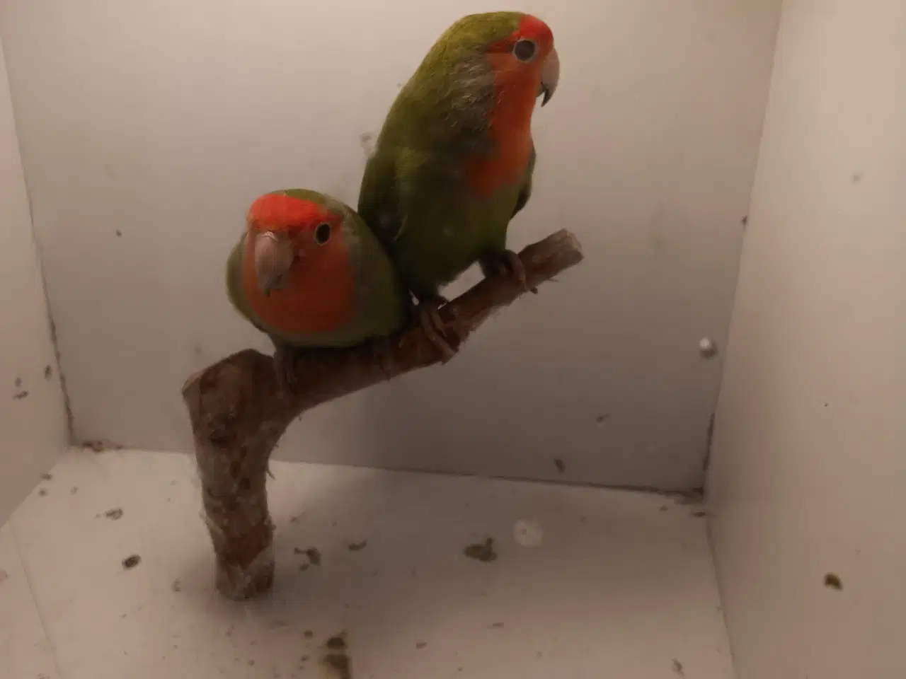 Billede 3 - Rosenhoveddvp I grøn 