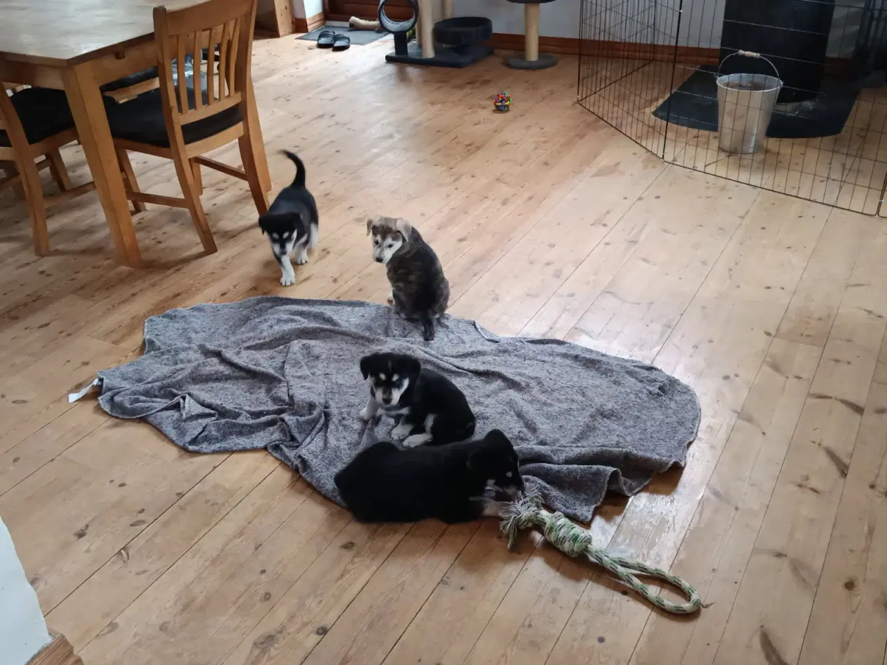 Billede 14 - Hvalpe mix