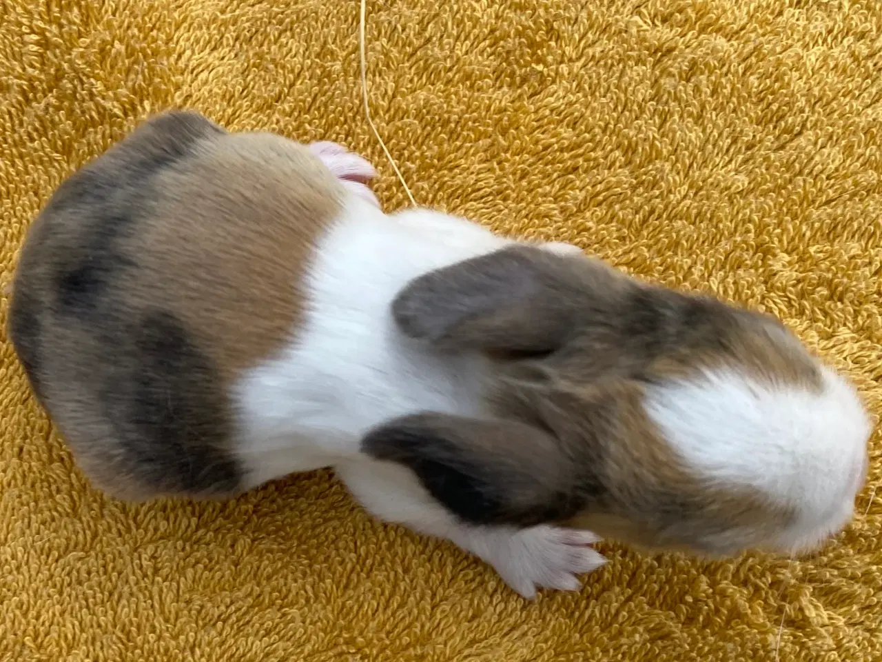 Billede 5 - HOLLÆNDER HAN JAPANER SORT/GUL