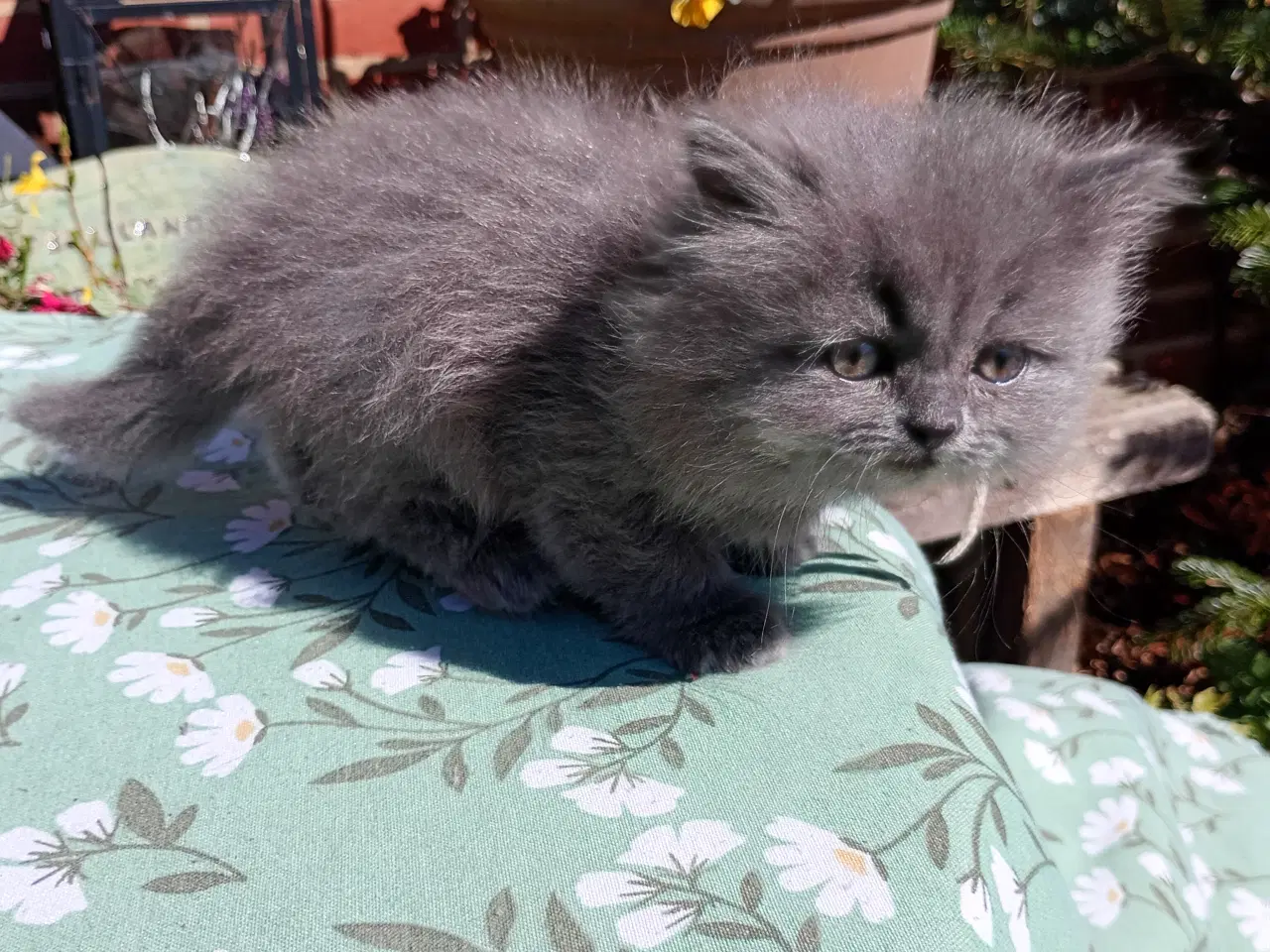 Billede 3 - British Longhair pige