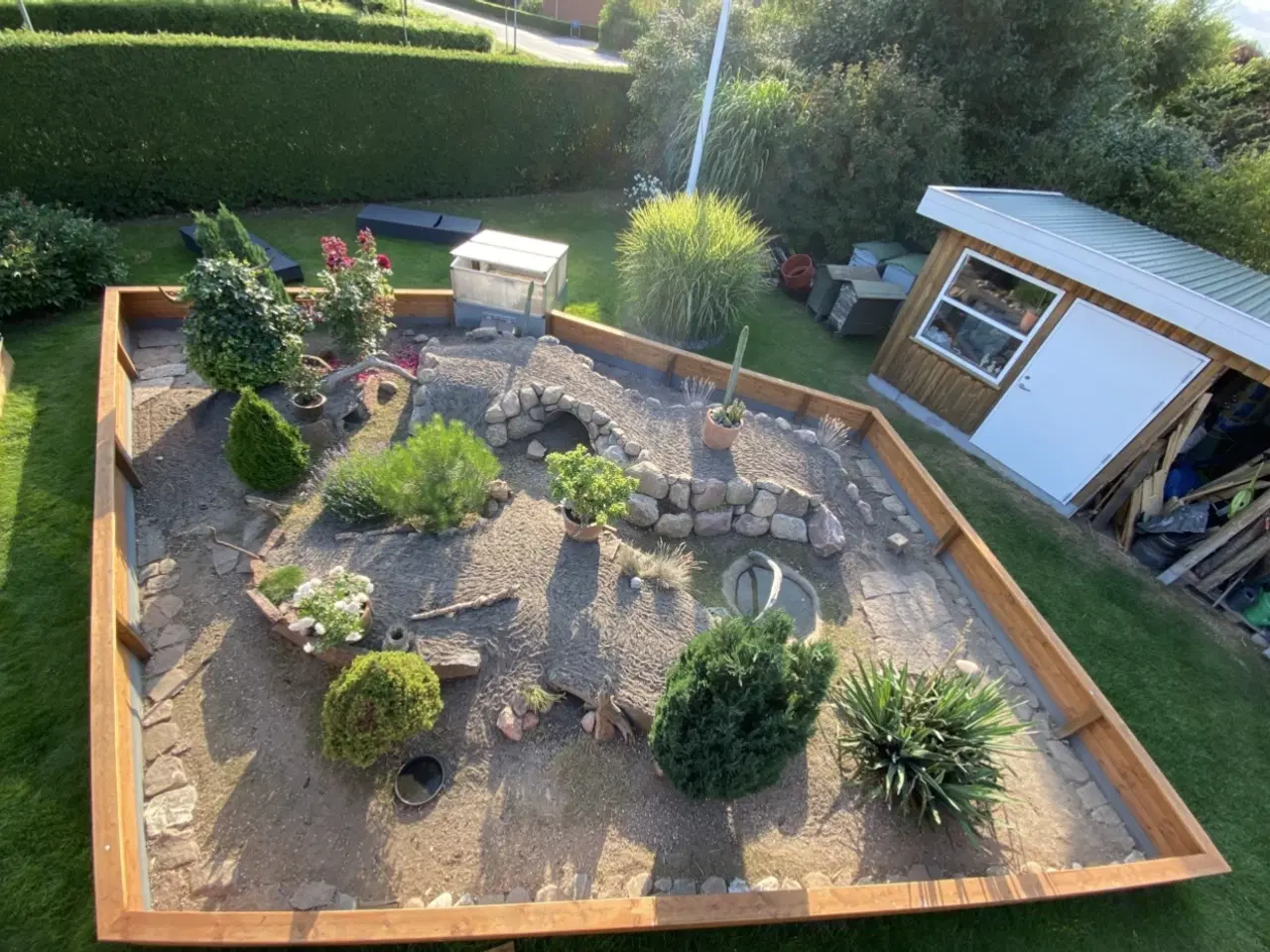 Billede 5 - Skildpadde landskildpadde 