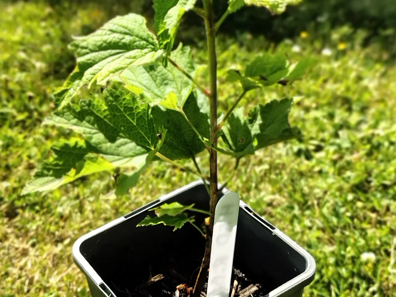 Billede 3 - Hvide ribs planter 