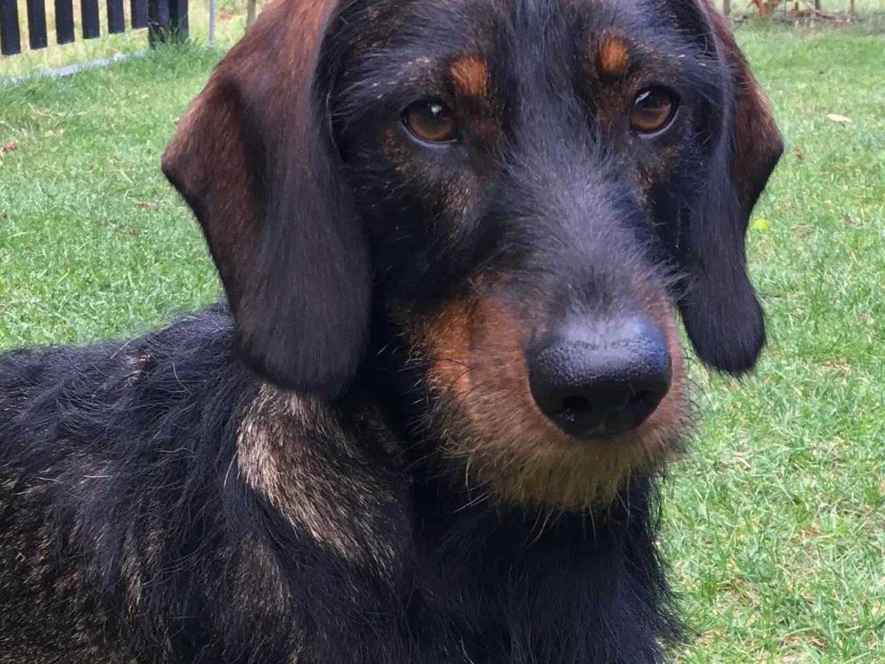 Billede 4 - Ruhåret Gravhund på 4 år
