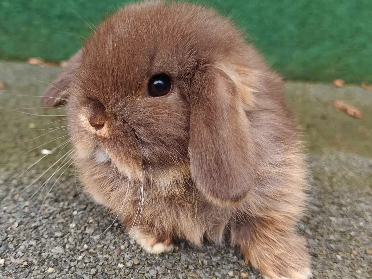 Billede 10 - Minilop