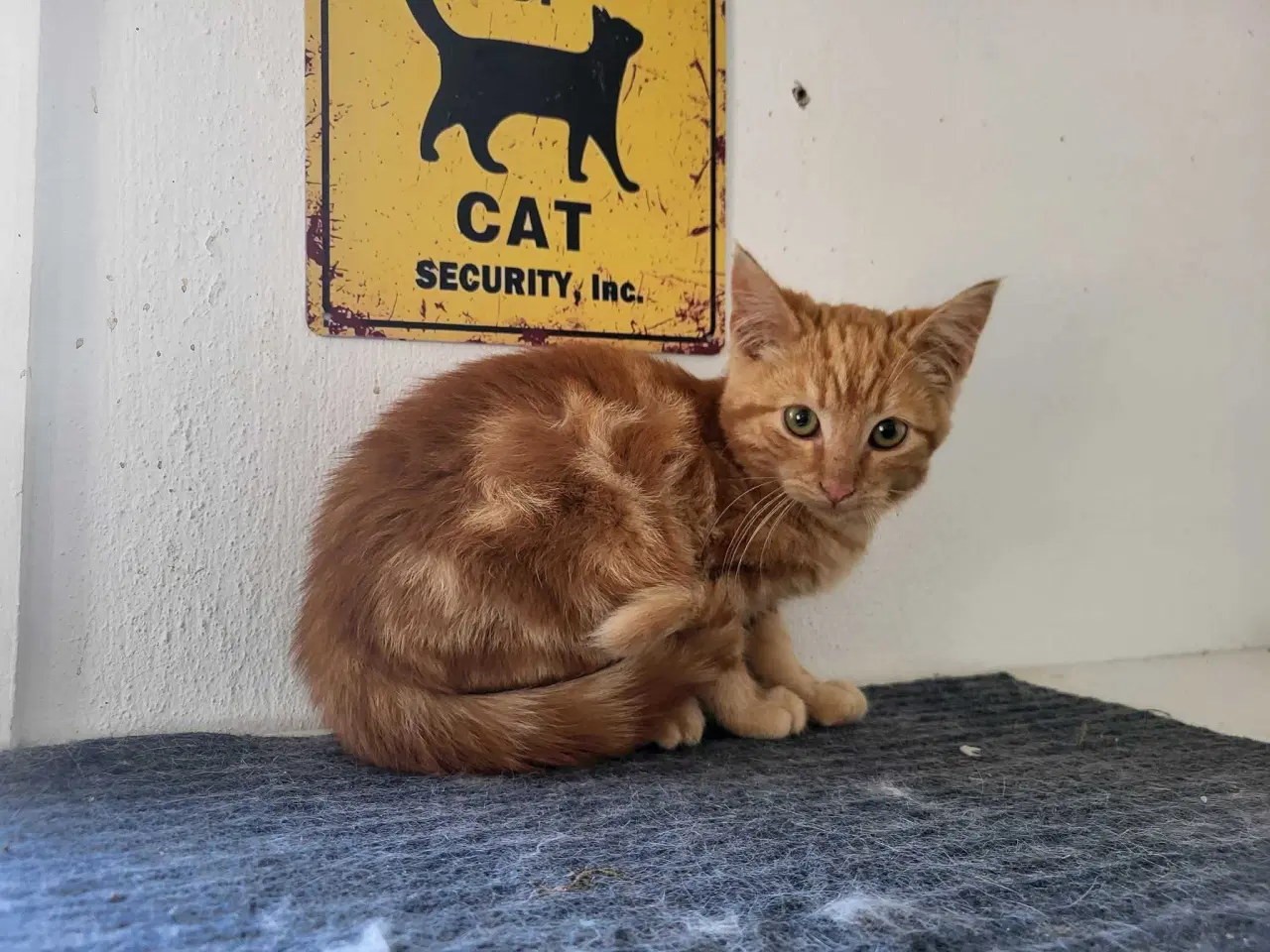 Billede 3 - Garfield ✅️ sød killing til adoption♂️