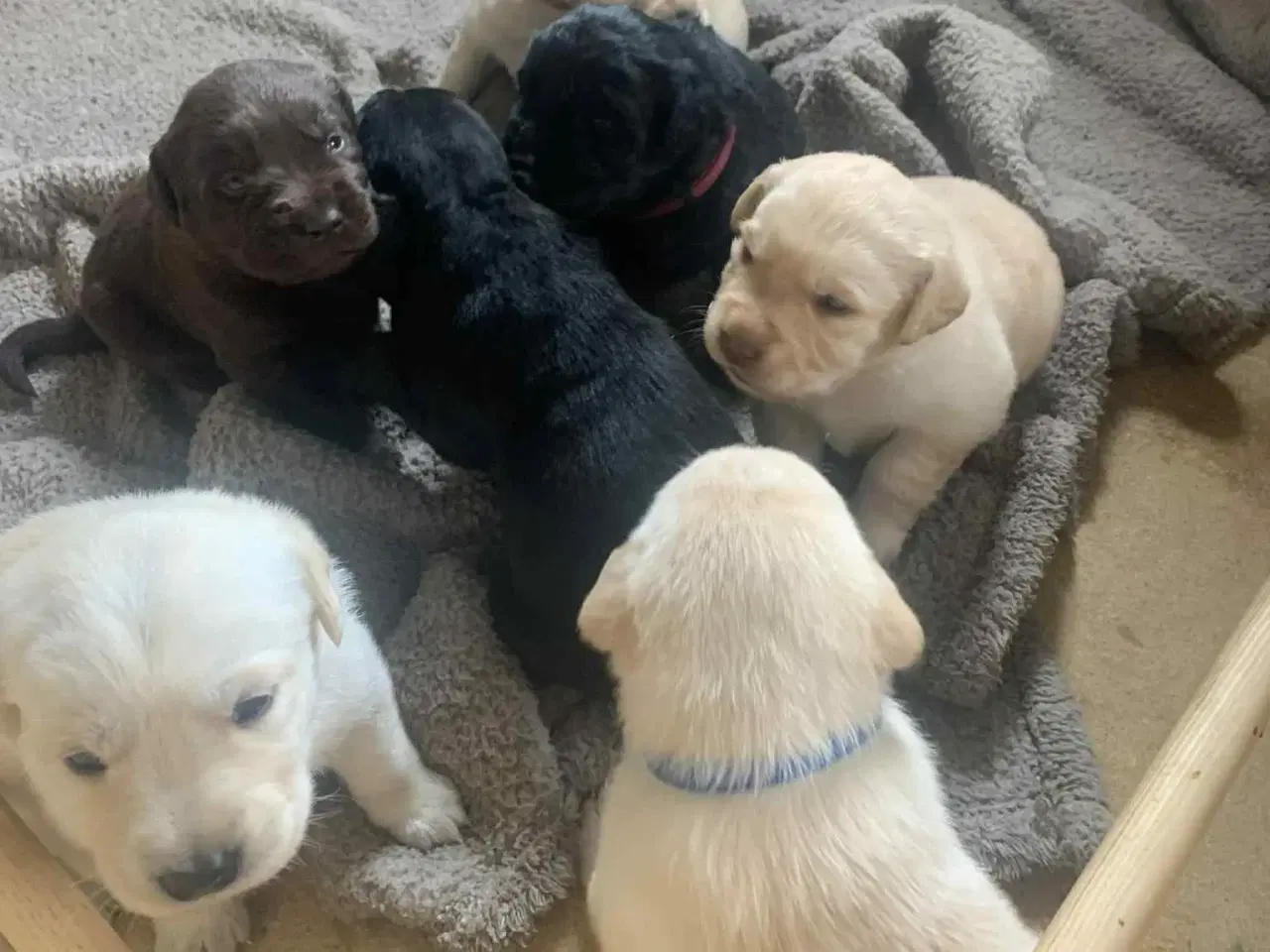 Billede 3 - Golden / Labrador hvalpe