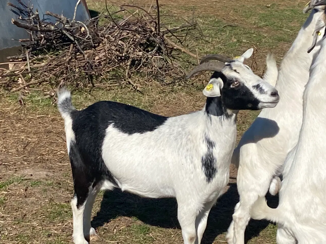 Billede 2 - Dansk landrace ged