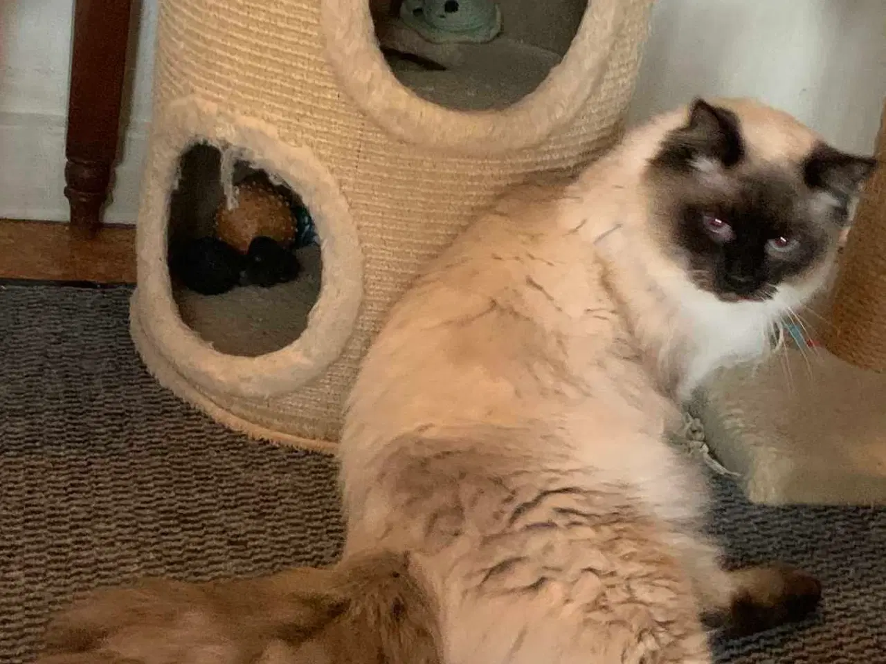 Billede 7 - Ragdoll- Skovkat mor. Far Ragdoll