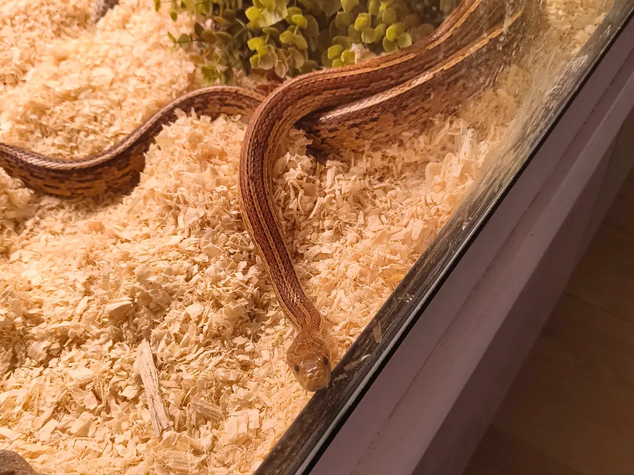 Billede 2 - Fin avlspar