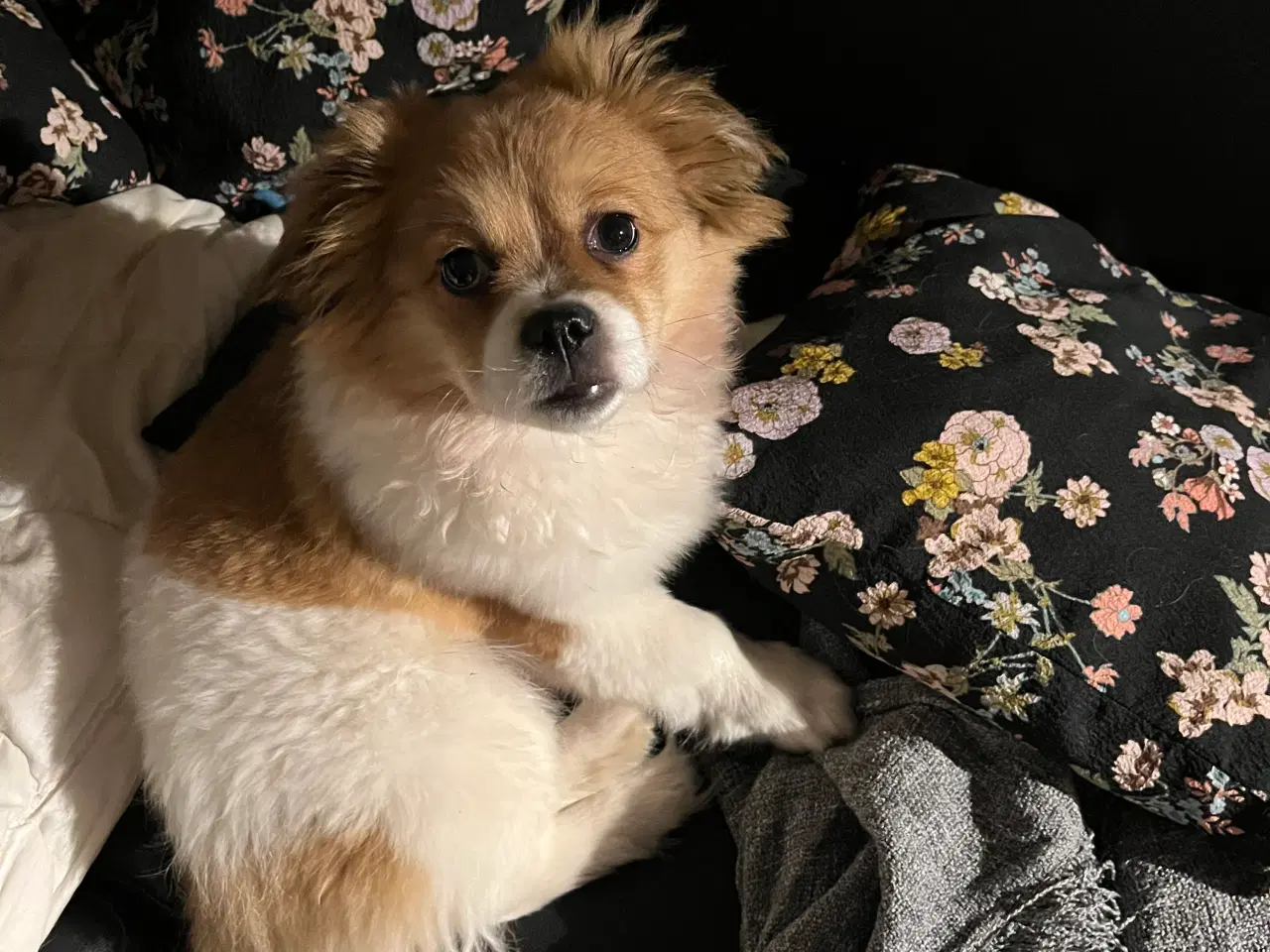 Billede 5 - Hundevalp sælges