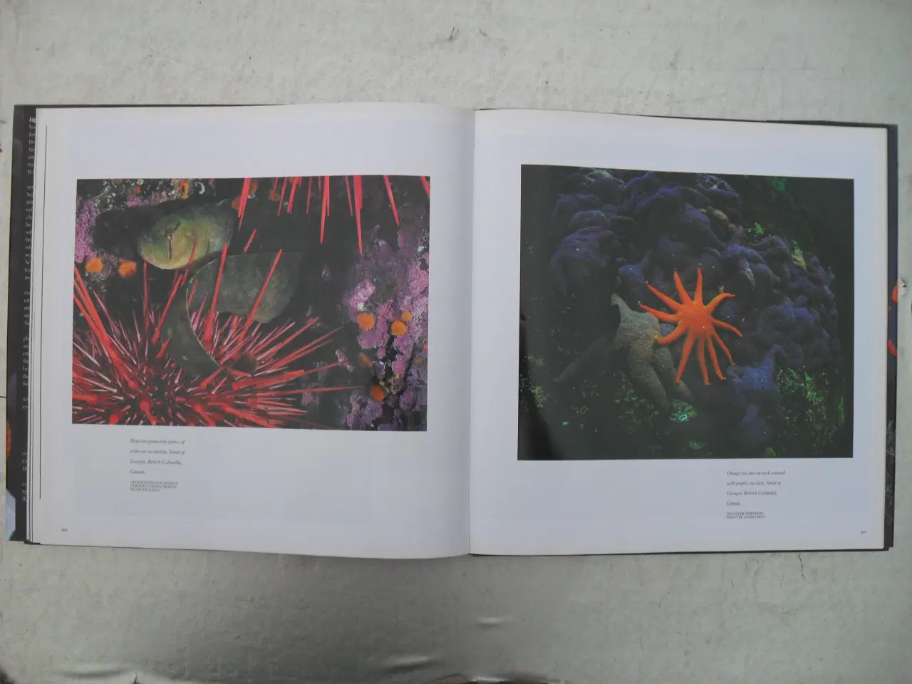 Billede 3 - light in the sea af david doubilet