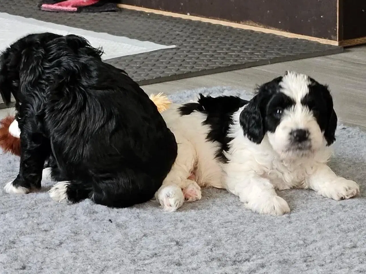 Billede 5 - Springer spaniel/puddel hundehvalpe sælges