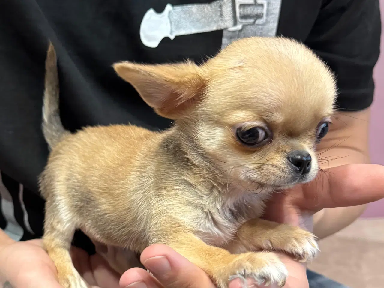 Billede 2 - Brun Chihuahua