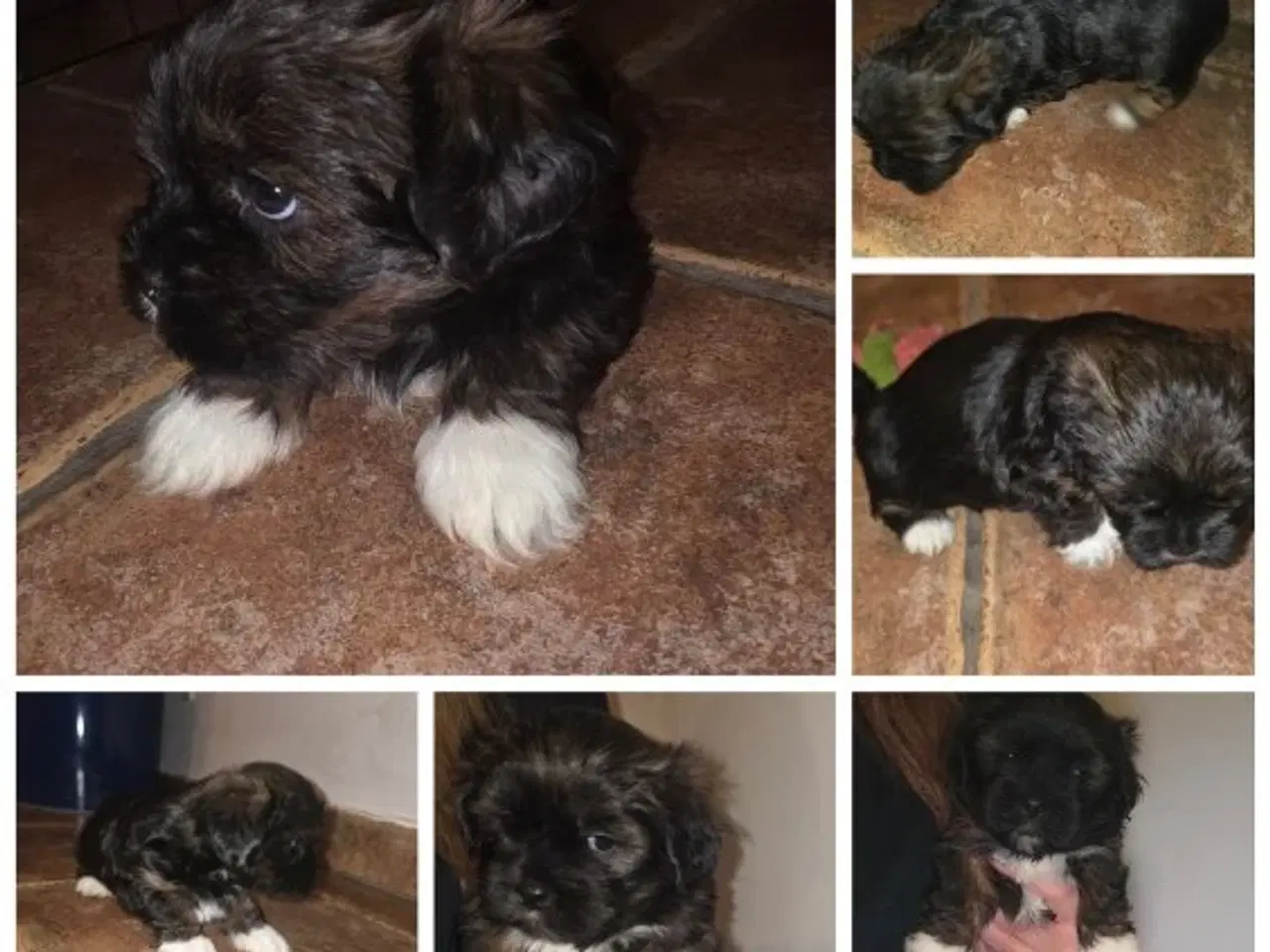 Billede 2 - Lhasa apso hvalpe