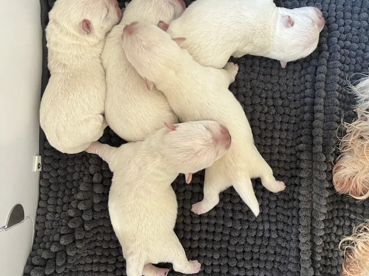 Billede 3 - West highland White terrier