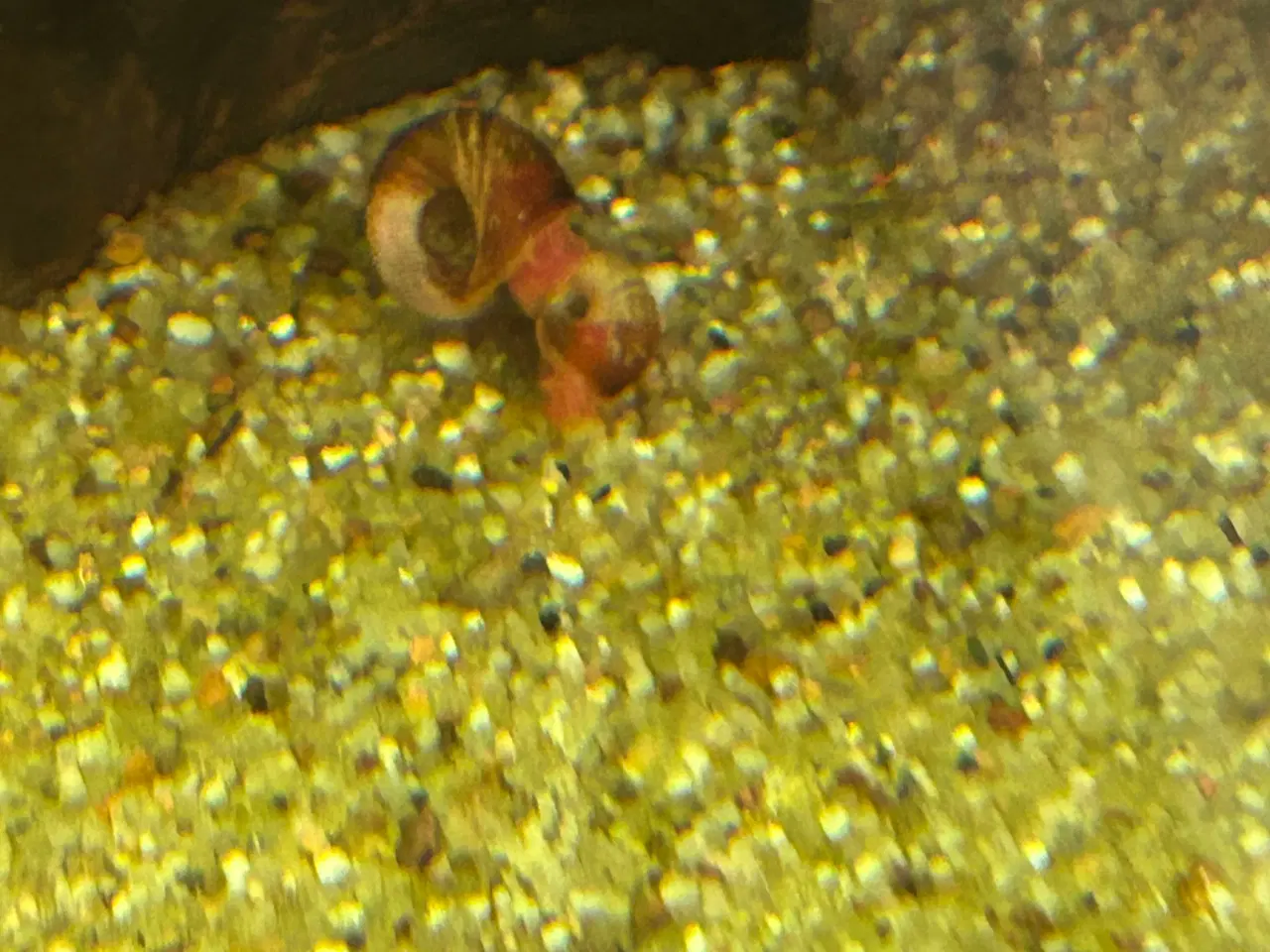 Billede 2 - 🧟‍♂️🐌 Zombie Posthornsnegle – VILDE striber!