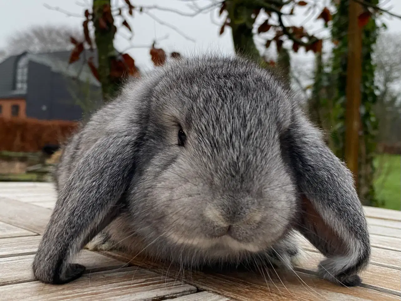 Billede 1 - FRANSK VÆDDER HAN CHINCHILLA