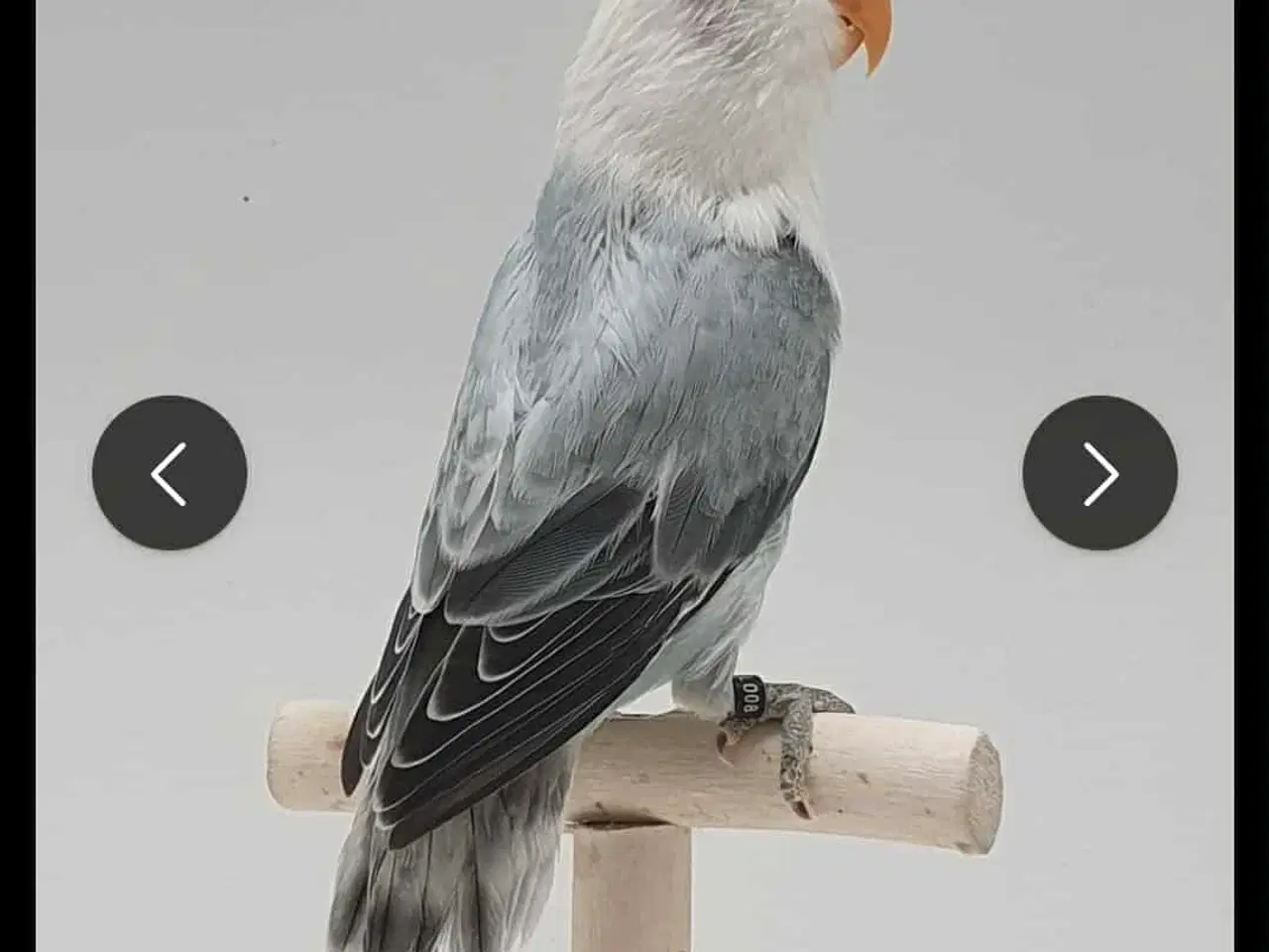 Billede 1 - Mira søger nyt hjem