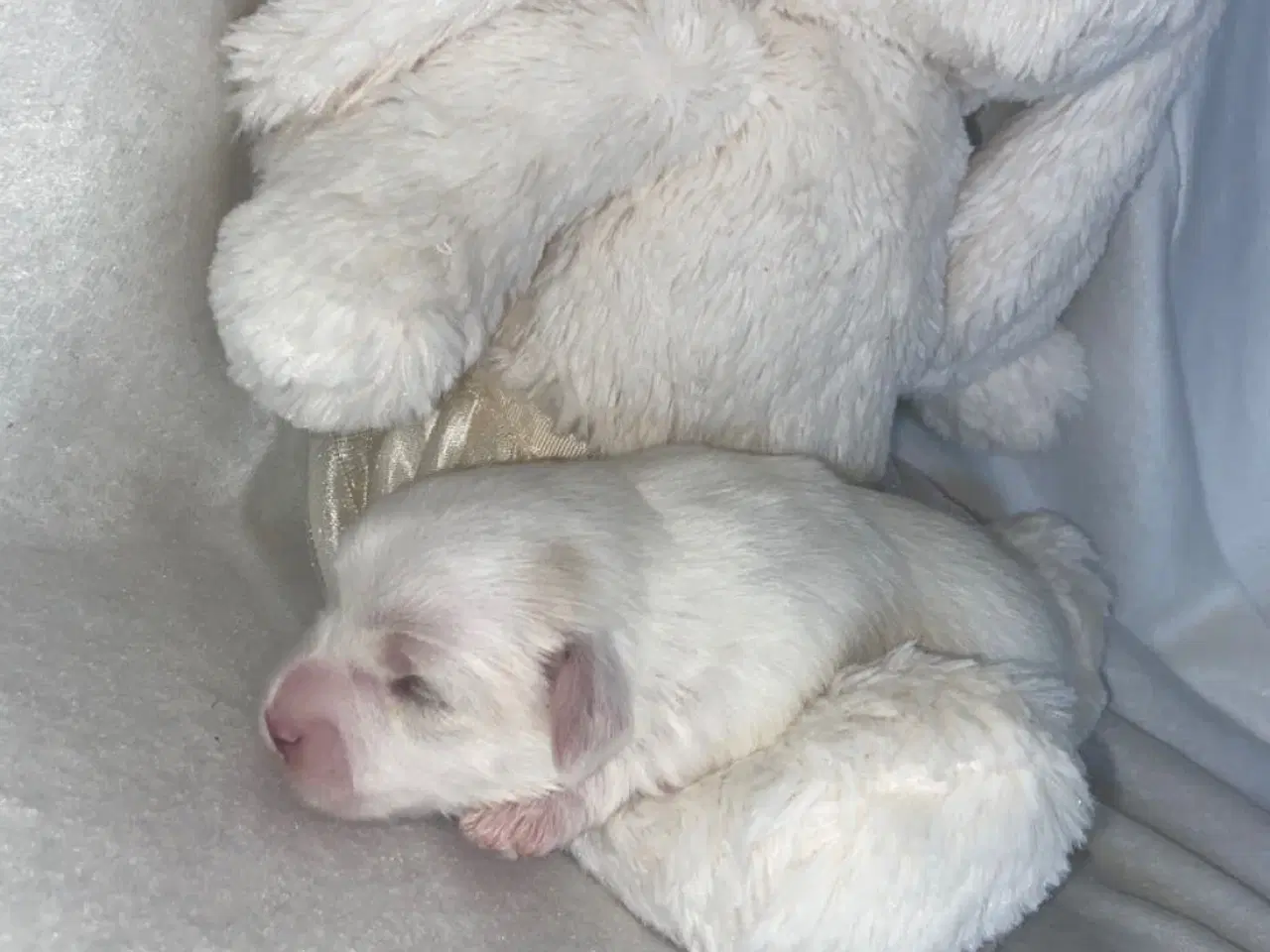 Billede 6 - Coton de tulear - Bomulds bamser