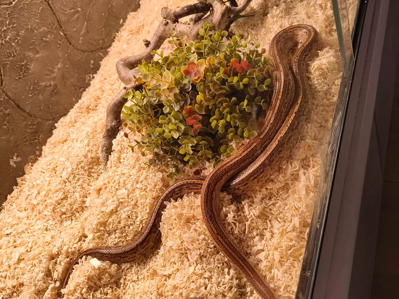 Billede 1 - Fin avlspar