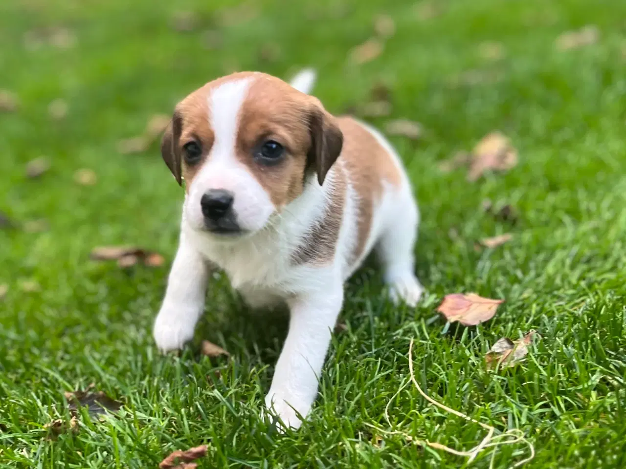 Billede 13 - Dansksvensk Gårdhund hvalpe