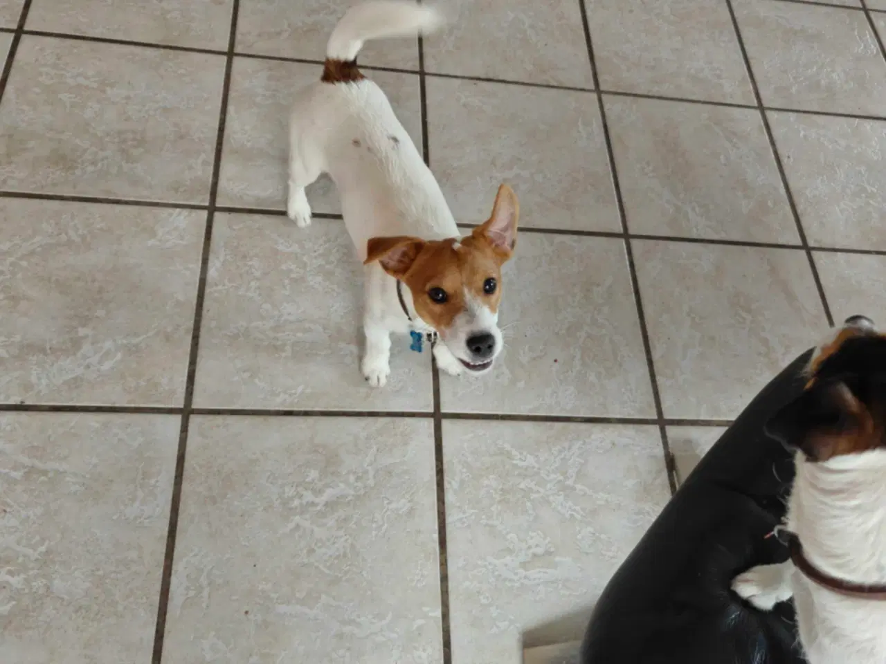 Billede 7 - Jack Russell Terrier Han