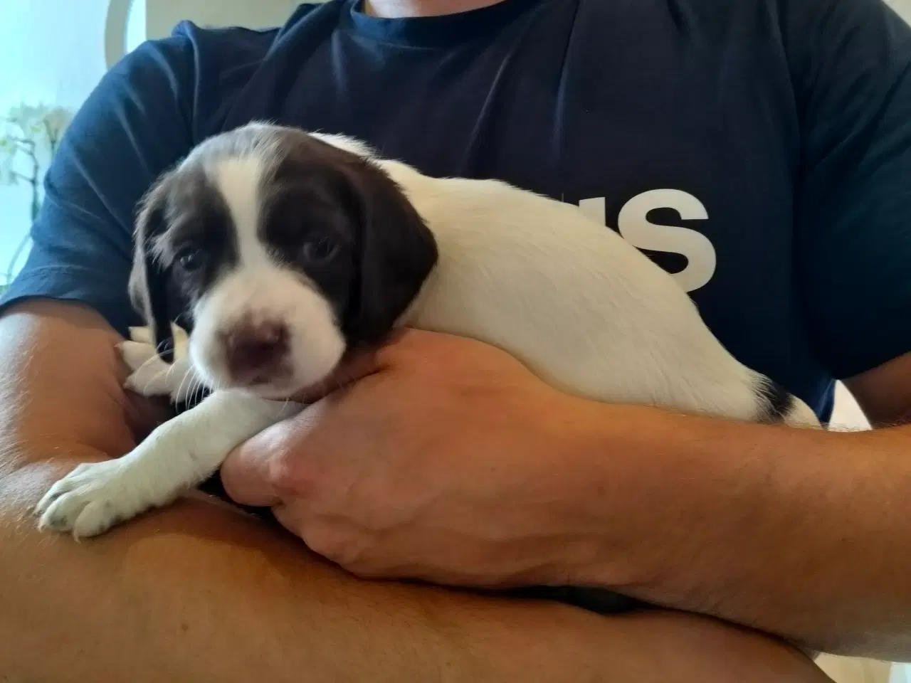 Billede 14 - Springer spaniel klar den 4 august til nyt hjem. 