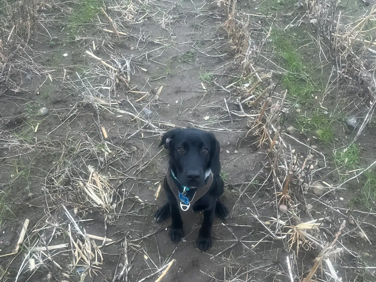 Billede 3 - Cocker blanding på 6,5 mdr