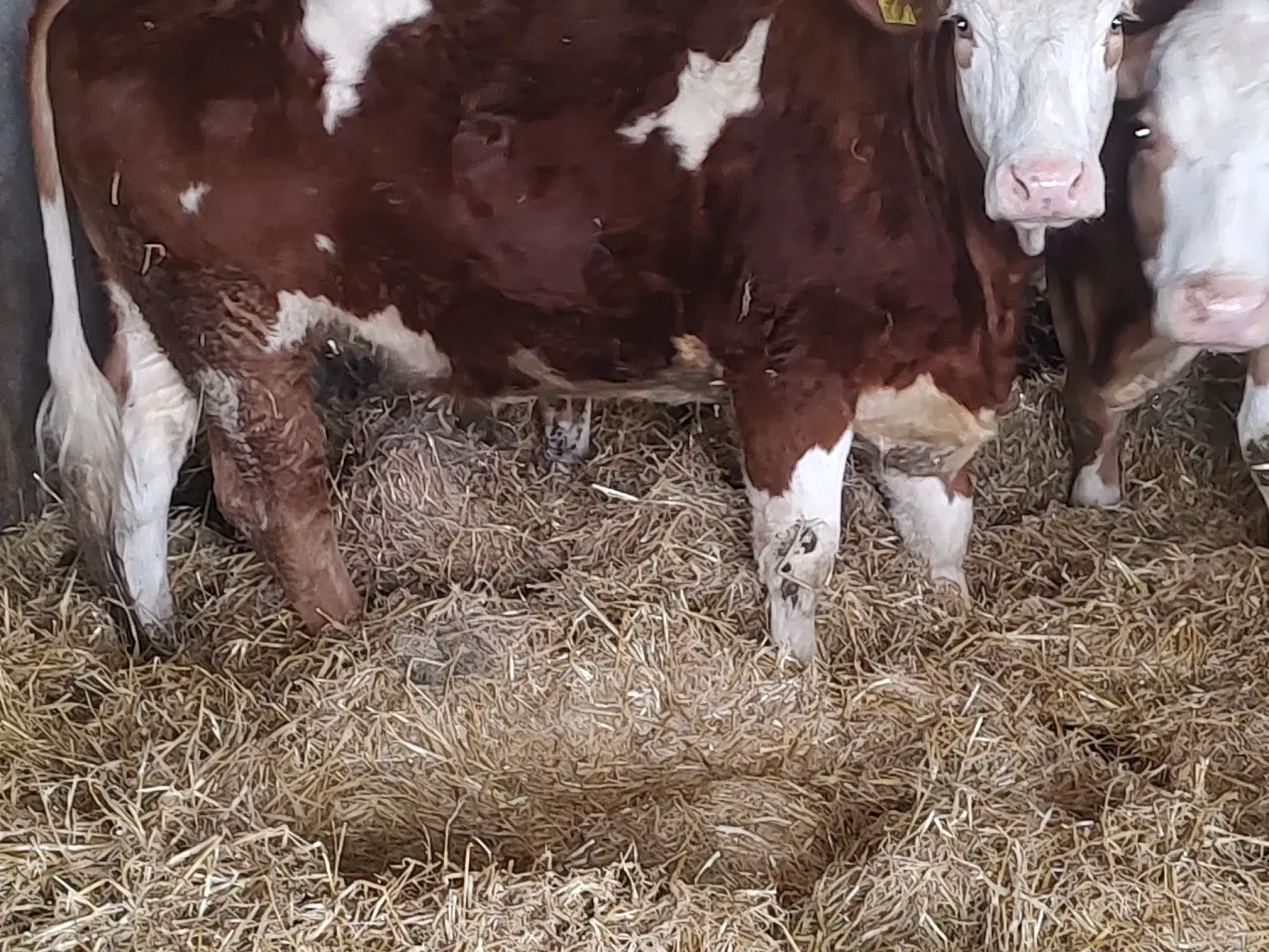 Billede 4 - Simmentaler 