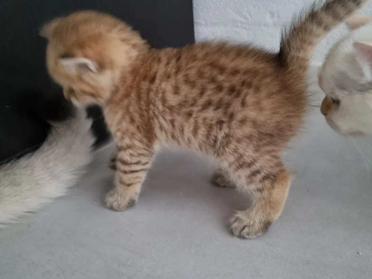 Billede 2 - British shorthair killinger