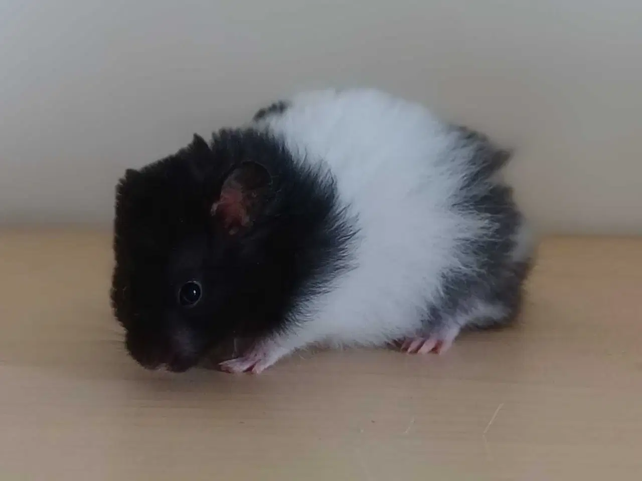 Billede 10 - Guldhamster unger
