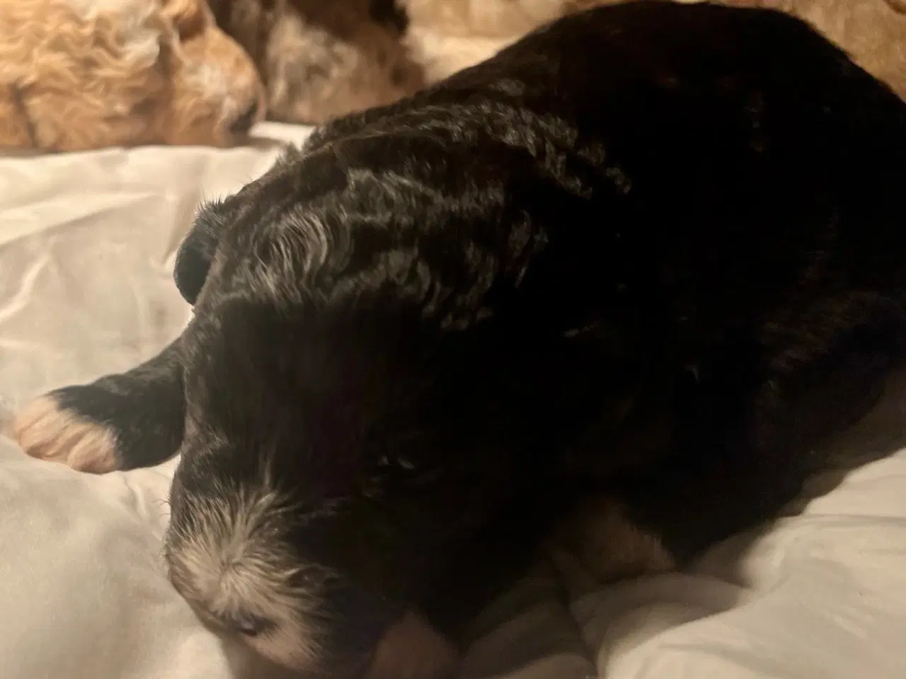 Billede 17 - Super lækre, og kraftige Lagotto / Spansk Vandhund