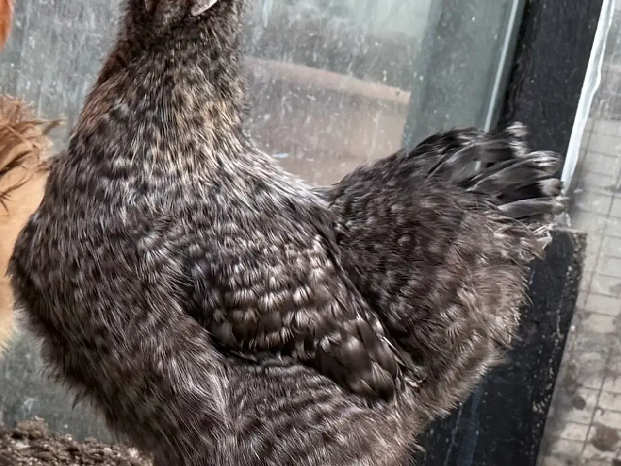 Billede 1 - Silke høner