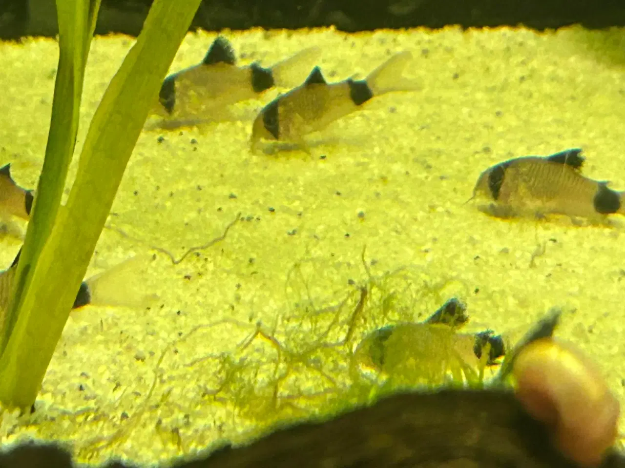 Billede 2 - 🐼🐟 Panda pansermaller – Sunde og aktive | Viby j