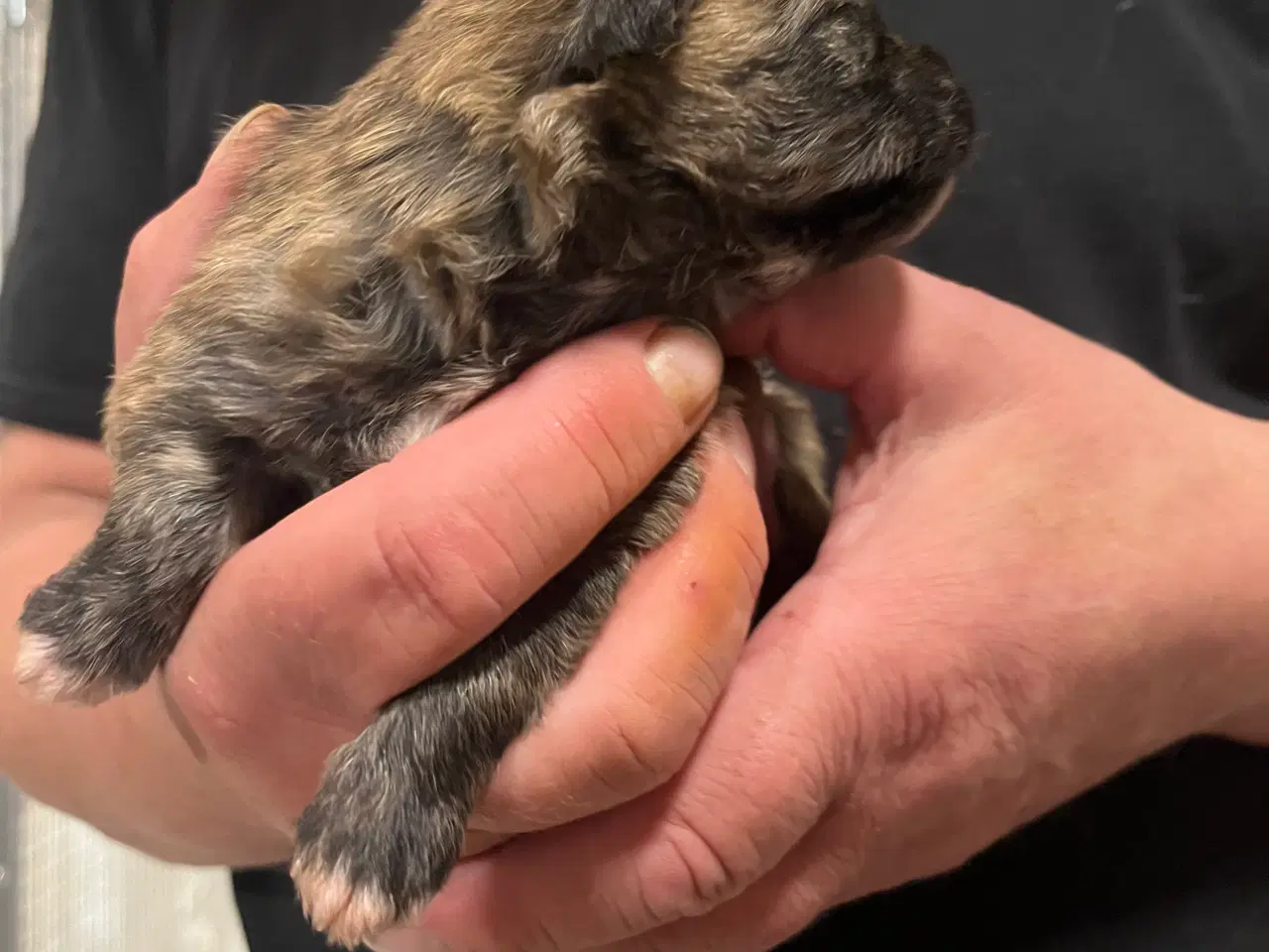 Billede 5 - Kun 2 tæver tilbage nu! Små blandinger