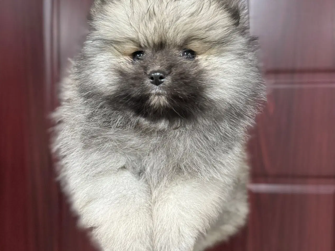 Billede 2 - Pomeranian