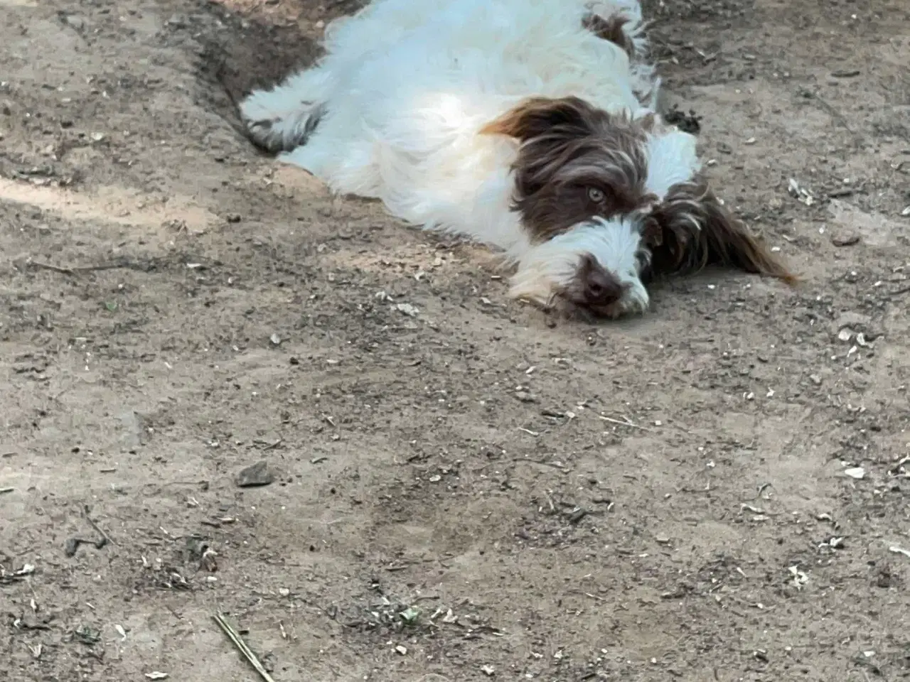 Billede 6 - Sødeste Frigge uldtot (Lagotto mix)